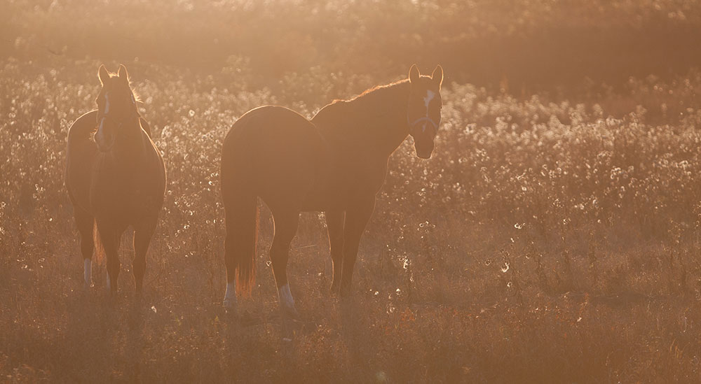 horses
