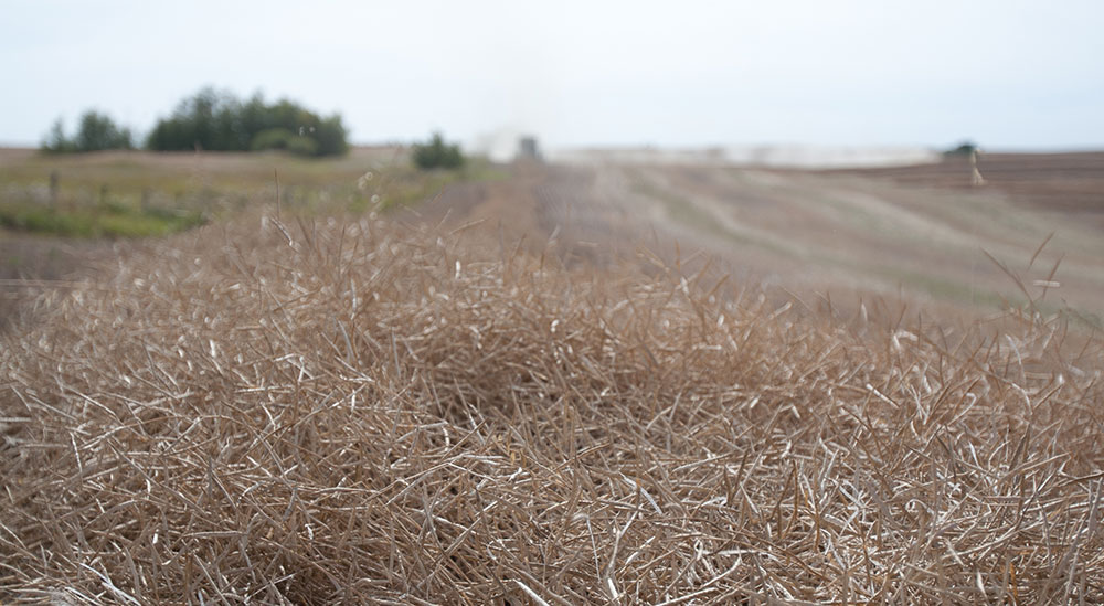 canola