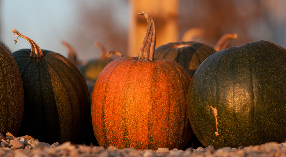 pumpkins